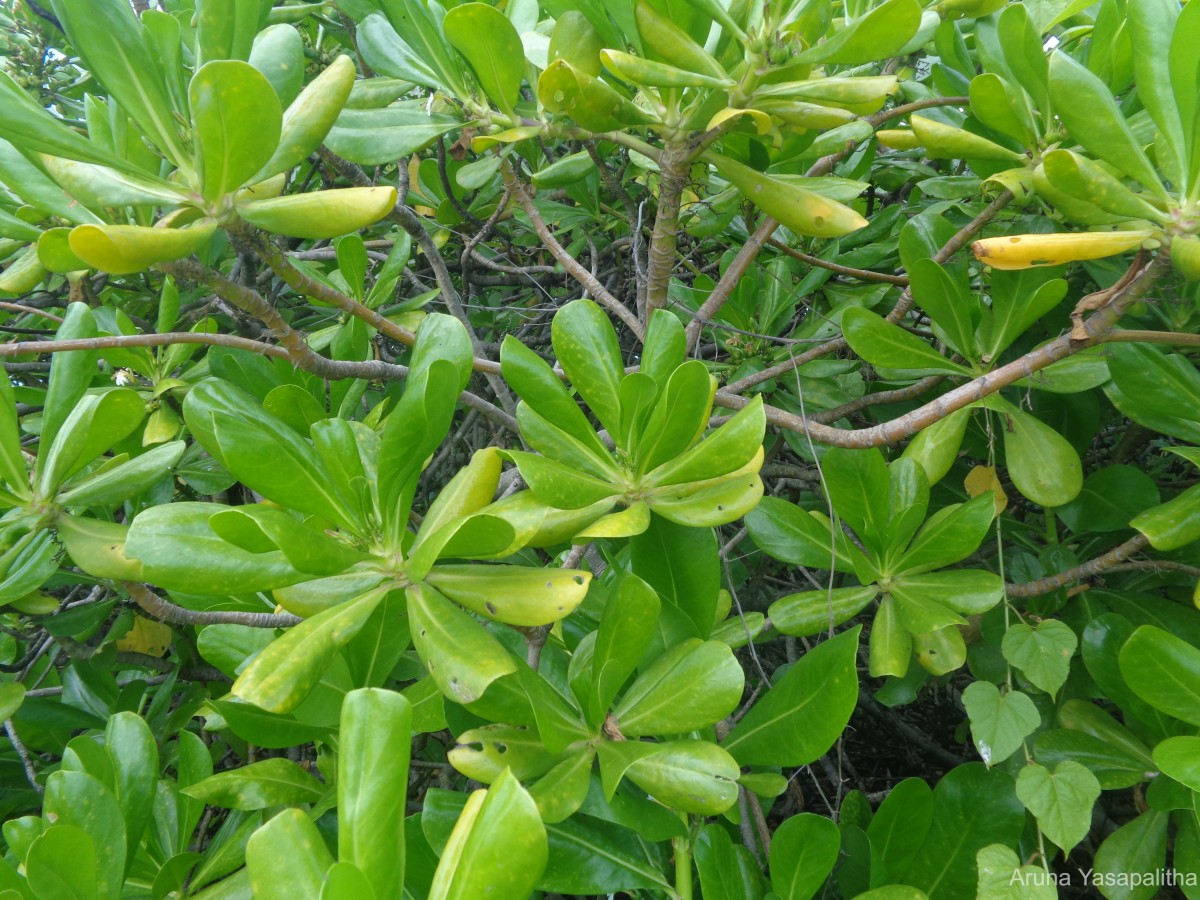 Scaevola taccada (Gaertn.) Roxb.